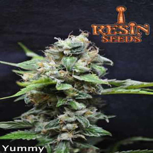 Resin Seeds - Yummy
