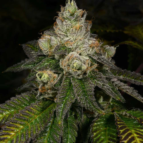 Archive Seeds - Z-Face