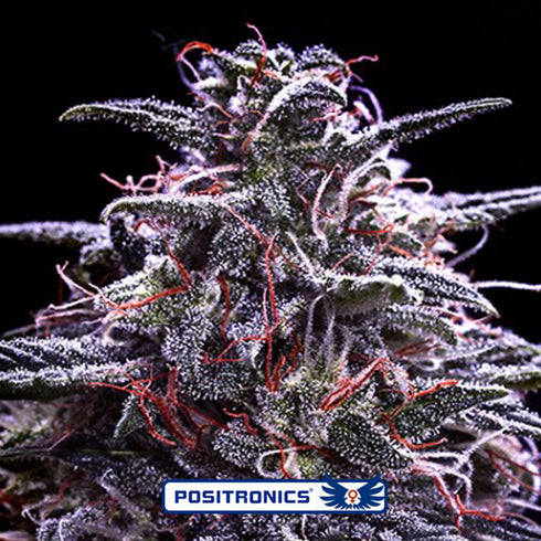 Positronic Seeds - Z Valley