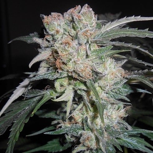 Ace Seeds - Zamaldelica x Kali China