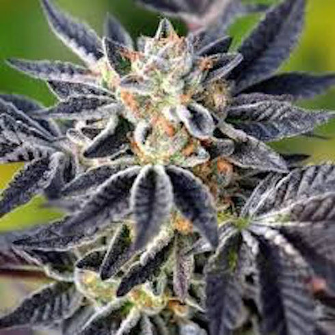 Norstar Genetics - Zapotec