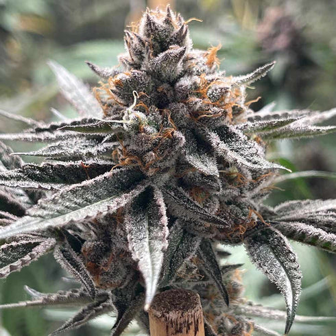 Conscious Genetics - Zapplez 2.0