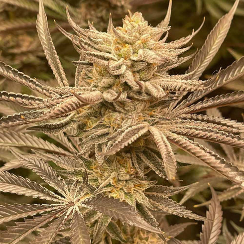 Conscious Genetics - Zapplez 2.0