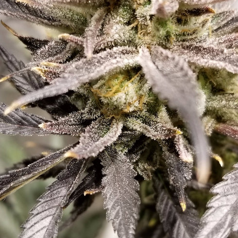Subcool Seeds/TGA Genetics - Zinger