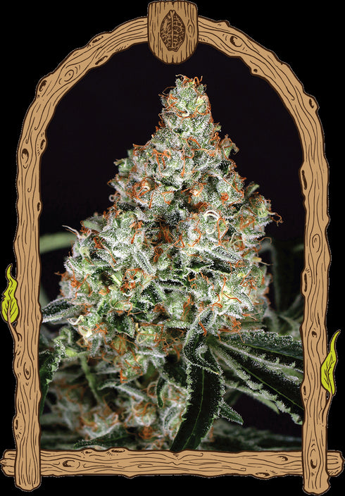 Exotic Seeds - Zkittalicious