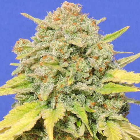 Original Sensible Seeds - Zkittlez