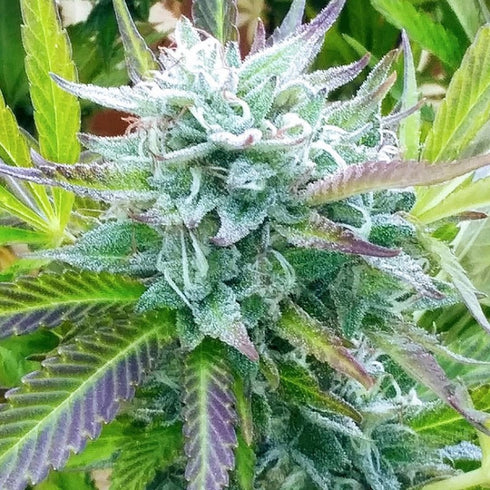 Good Buzz Genetics - Zkittlez