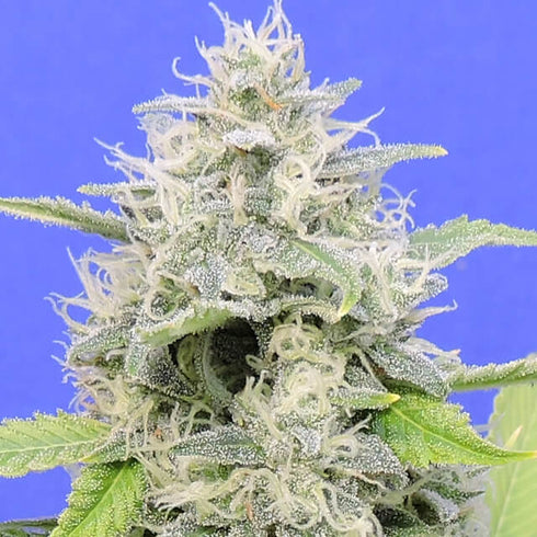 Original Sensible Seeds - Zkittzy Gorilla