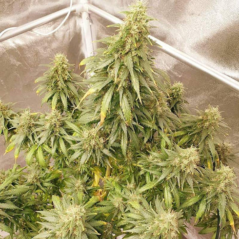 Expert Seeds - Sweet Zombie